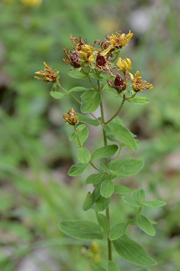 Hypericum maculatum / Erba di San Giovanni delle Alpi